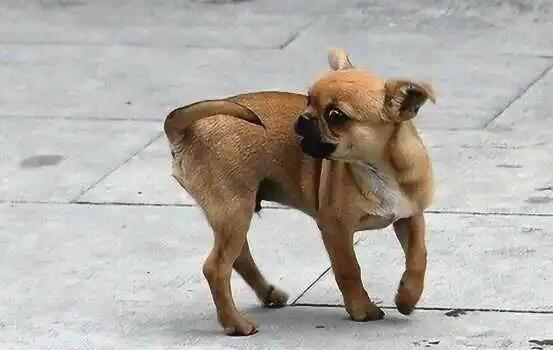 为什么狗狗转圈咬自己的尾巴