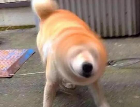 狗狗频繁甩头为什么呢