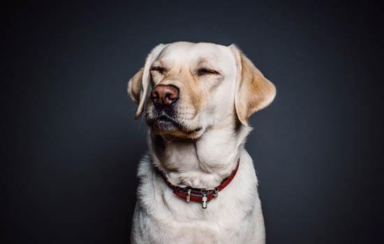 养莱州红犬要注意什么-图1