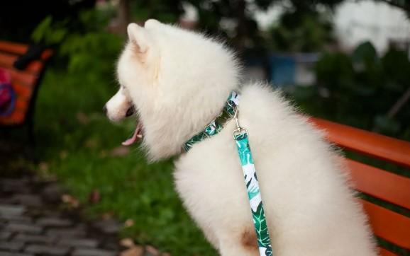 为什么狗狗出现勒颈现象