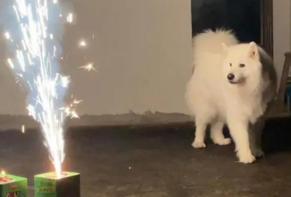 狗狗追烟花是怎么回事