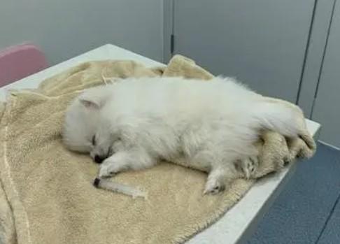 狗狗细小第6天的症状-图1