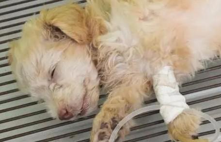 狗狗细小病毒几天能扛过去-图1