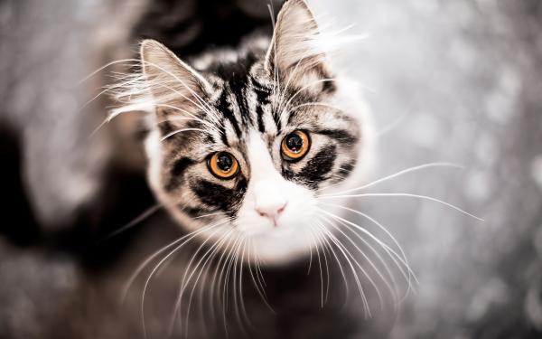 捡到猫咪的胡子代表什么