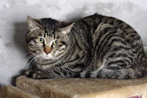 狸花猫进家门预示着什么-图1