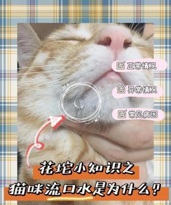 猫咪流口水是什么原因引起的