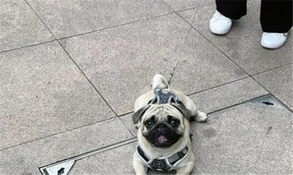 哈皮狗和沙皮狗的优缺点-图1