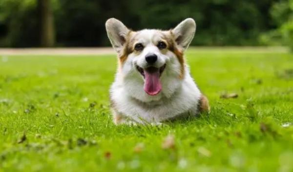 矮脚犬品种大全-图1