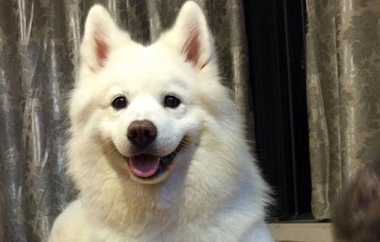 高加索犬会生病吗-图1