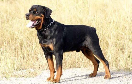 柴犬应该如何饲养呢-图1