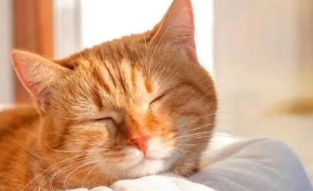 猫寿命是多少年?猫可以活多久?-图1