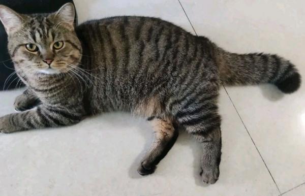 猫是中国本士生物吗-图1