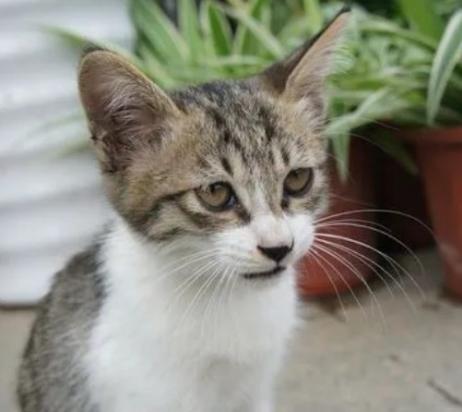 猫突然连续几天不吃东西-图1