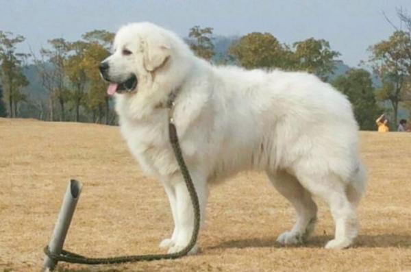 我国禁养犬有哪些-图1
