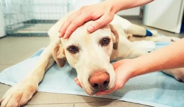 犬瘟后遗症抽搐会慢慢恢复吗-图1