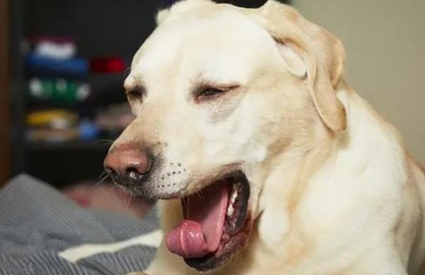 狗狗一直干呕吐白色液体