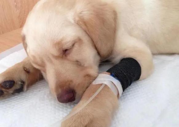 小狗得犬瘟初期症状-图1