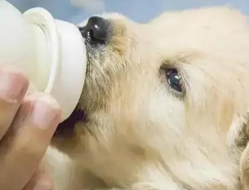 哺乳期狗狗可以喝羊奶吗有什么好处吗