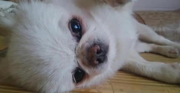 狗狗眼睛为什么长息肉的原因
