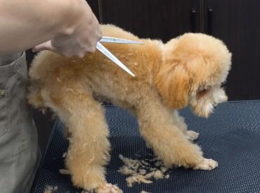 为什么给狗狗剪毛狗狗会不动-图1