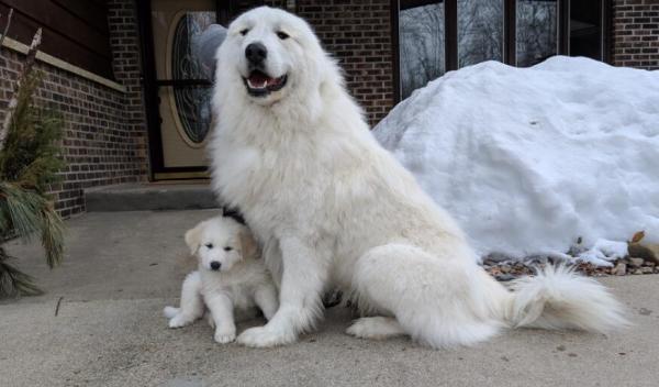犬中暑的诊断与治疗-图1