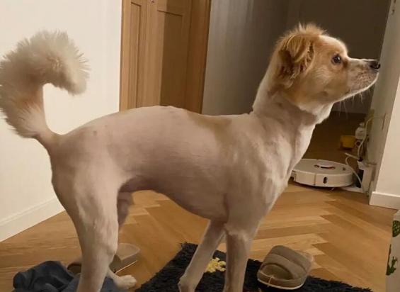 为什么感觉狗狗弓着背走路