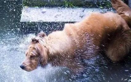 为什么狗狗下雨不愿意待在窝里