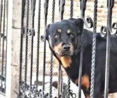 为什么养狗不建议围栏