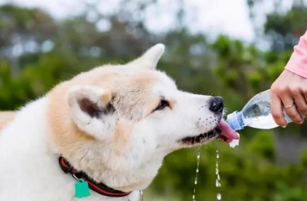 狗狗中暑后恢复的表现-图1