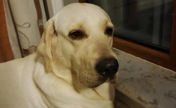 狗狗眼睛戳伤充血了怎么办