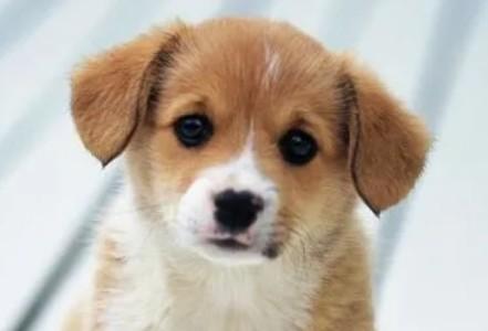 狗狗眼睑边缘长黑色疙瘩-图1