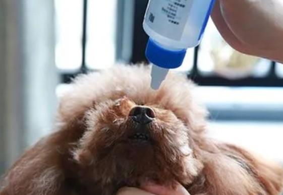 狗狗眼睛红流眼泪用什么眼药水-图1