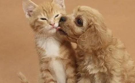 狗狗为什么老是舔猫猫-图1
