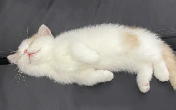 猫死了会去哪里-图1