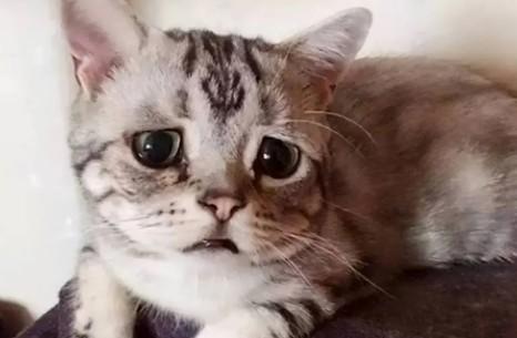 猫咪被打后流眼泪是哭了吗？-1