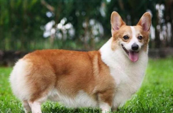 柯基犬有狐狸的基因吗