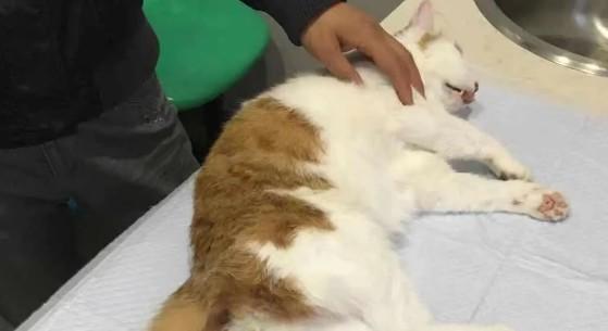 猫突然就死了,还小便失禁什么原因-图1