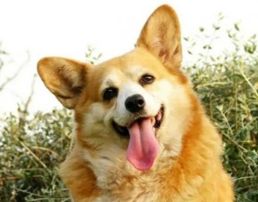 柯基犬性格及介绍