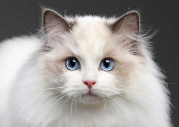 猫突然不吃不喝只趴着不动-图1