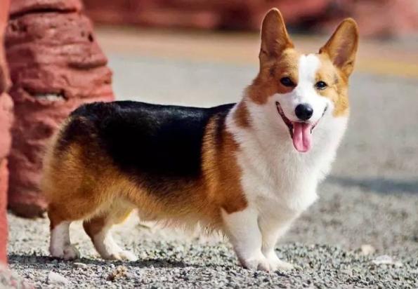 柯基成犬—天吃多少狗粮-图1