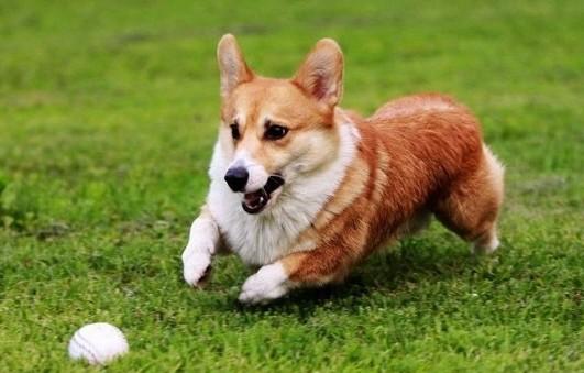 怎么训练柯基犬-图1