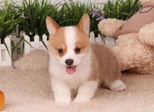 柯基犬总像被卡住一样咳嗽怎么办-图1