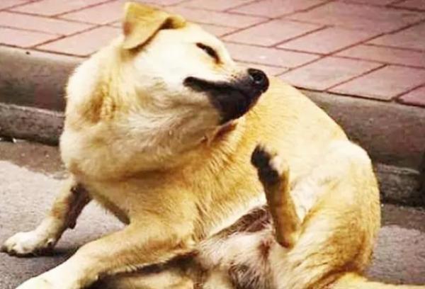 狗狗为什么抓痒又咬自己-图1