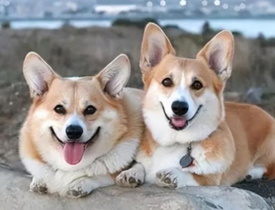 柯基幼犬如何喂养量-图1
