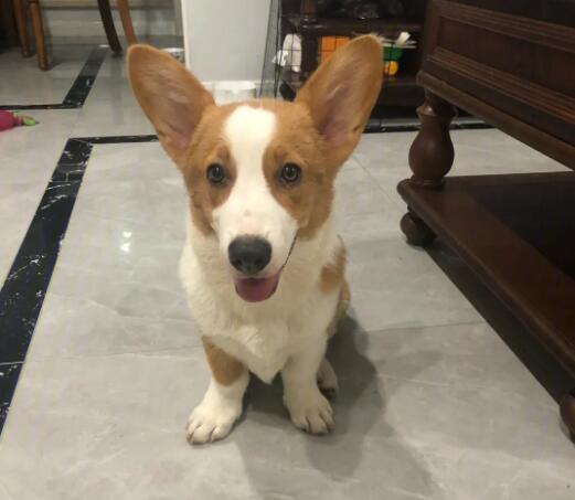 柯基犬多大立耳-图1