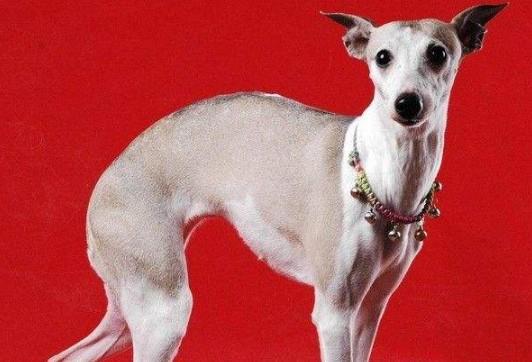 惠比特犬的毛色有几种-图1