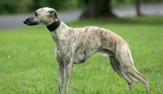 惠比特犬的性格外貌特征