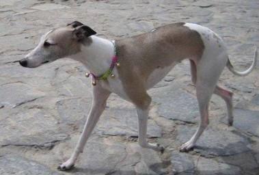惠比特犬不能吃什么