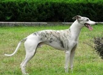 惠比特犬如何训练-图1