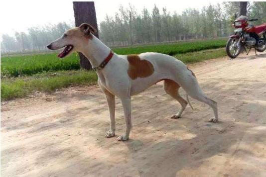 惠比特犬怎么训练才听话